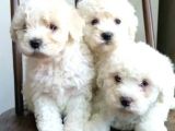 MALTESE TERRİER CİNSİ YAVRULAR EV ÜRETİMİ 