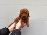 TOY POODLE YAVRUMUZ 0 TEACUP