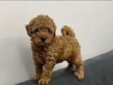 TOY POODLE YAVRUMUZ 0 TEACUP