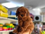 TOY POODLE YAVRUMUZ 0 TEACUP