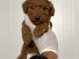 KIPKIRMIZI RED TOY POODLE 