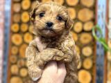 MALTİPOO CİNSİ YAVRULAR EV ÜRETİMİ 