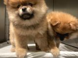 3 Aylık Pomerianboo
