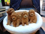 SAFKAN TOY POODLE BEBEKLERİMİZ BAKIRKÖY