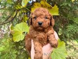 KIPKIRMIZI RED TOY POODLE 