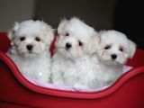 MALTESE TERRİER CİNSİ YAVRULAR EV ÜRETİMİ 