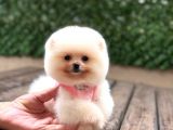 Pomerrian boo yavrular 