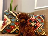 KIPKIRMIZI RED TOY POODLE 
