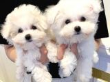 MALTESE TERRİER CİNSİ YAVRULAR EV ÜRETİMİ 