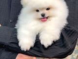 Pomerrian boo yavrular 