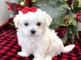 KAR BEYAZ MALTESE TERRİER CİNSLERİ 