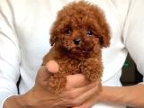 TOY POODLE YAVRUMUZ 0 TEACUP