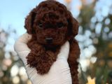 RED TOY POODLE SEVİMLİ YAVRULAR 