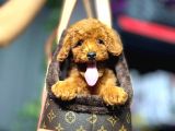 TOY POODLE YAVRUMUZ 0 TEACUP