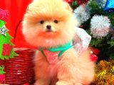 Pomerrian boo yavrular 