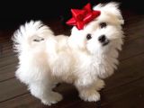 MALTESE TERRİER CİNSİ YAVRULAR EV ÜRETİMİ 