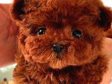 Huzur Neşe Kaynaği Oyuncu Toy Poodle Yavrularimiz