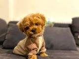 TOY POODLE YAVRUMUZ 0 TEACUP