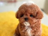 Dünyalar Güzeli̇ Toy Poodle Bebi̇şler