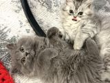 3 Aylık British Longhair Cins Yavrular – Ev Ortamında