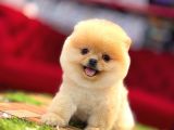 Pomerrian boo yavrular 
