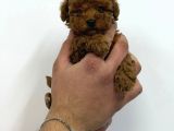 TOY POODLE YAVRUMUZ 0 TEACUP