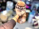 SEVİMLİ POMERRİAN BOO YAVRULAR EV ÜRETİMİ 