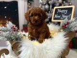 TOY POODLE YAVRUMUZ 0 TEACUP