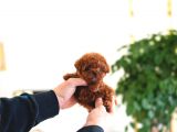 ÇOCUKLARIN MUTLULUĞU TOY POODLE BEBEKLERİM 