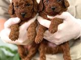 GERCEK TOY POODLE BEBEKLERİM 