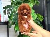 DAHA İYİSİ YOK TOY POODLE BEBEKLERİMİZ 