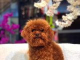 TOY POODLE YAVRUMUZ 0 TEACUP