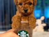 TOY POODLE YAVRUMUZ 0 TEACUP
