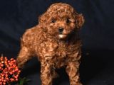 TOY POODLE YAVRUMUZ 0 TEACUP