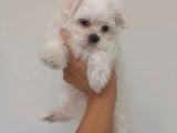 KAR BEYAZ MALTESE TERRİER CİNSLERİ 