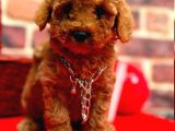 TOY POODLE YAVRUMUZ 0 TEACUP