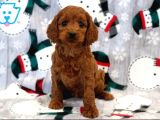 TOY POODLE YAVRUMUZ 0 TEACUP