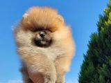 Pomerrian boo yavrular 
