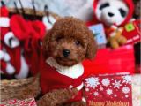 TOY POODLE YAVRUMUZ 0 TEACUP