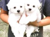 MALTESE TERRİER CİNSİ YAVRULAR EV ÜRETİMİ 