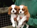 CAVALİER KİNG CHARLES CİNSİ YAVRULAR 