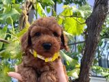 TOY POODLE YAVRUMUZ 0 TEACUP