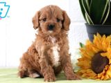 MALTİPOO CİNSİ YAVRULAR EV ÜRETİMİ 
