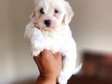MALTESE TERRİER CİNSİ YAVRULAR EV ÜRETİMİ 