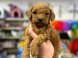 TOY POODLE YAVRUMUZ 0 TEACUP