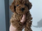 2.5 aylik erkek toy poodle