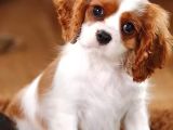 CAVALİER KİNG CHARLES CİNSİ YAVRULAR 