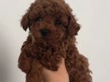 TOY POODLE YAVRUMUZ 0 TEACUP