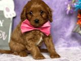 TOY POODLE YAVRUMUZ 0 TEACUP