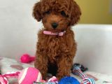 TOY POODLE YAVRUMUZ 0 TEACUP